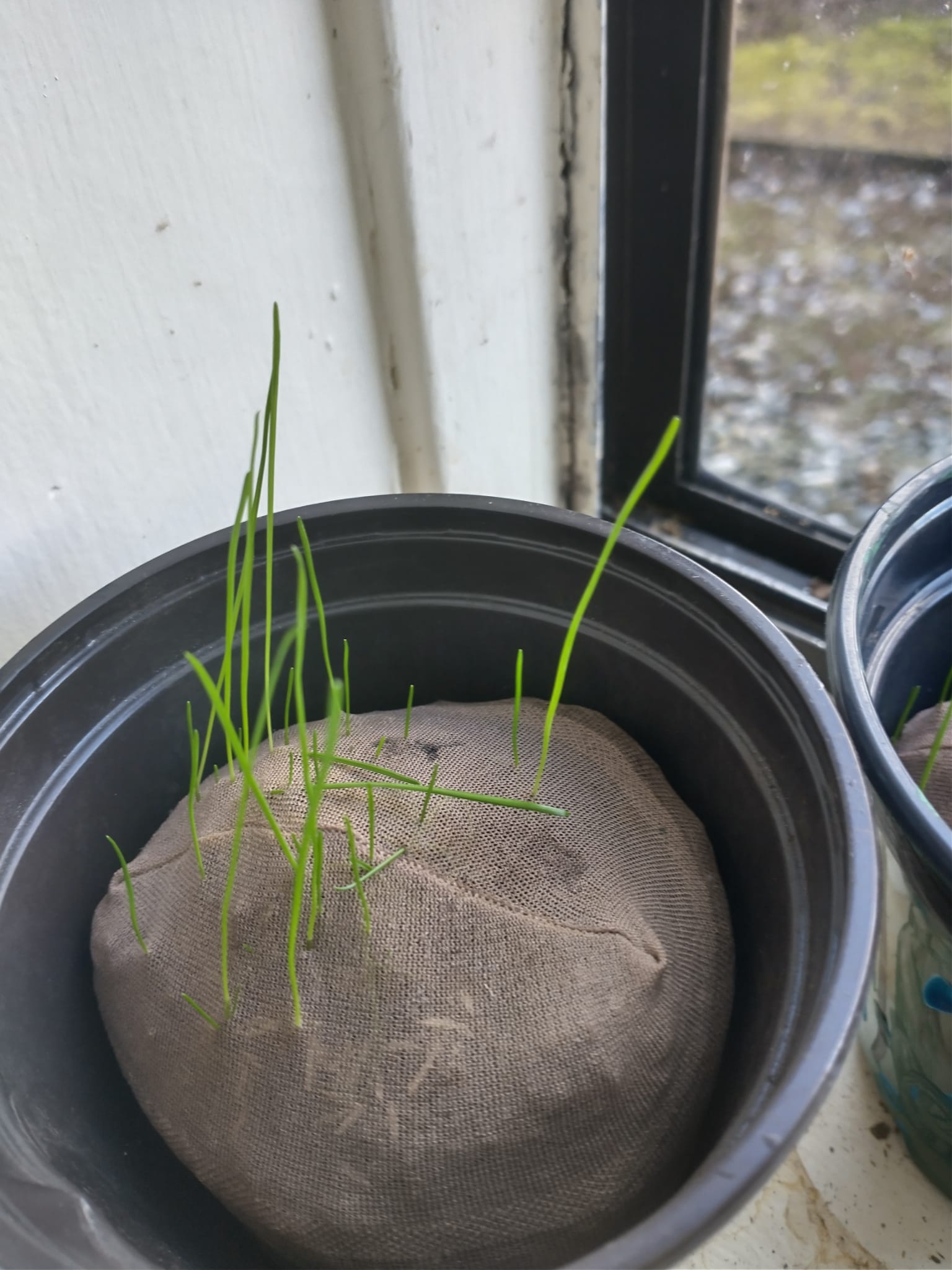 Growing Grass