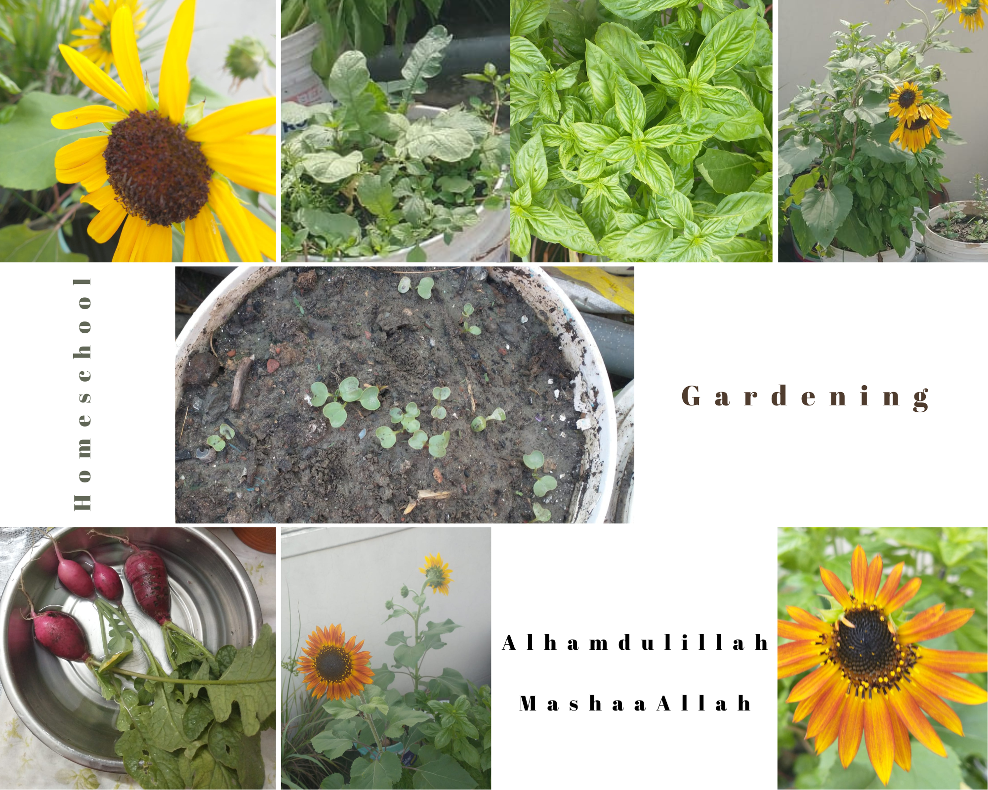 Gardening – a rewarding and educational experience